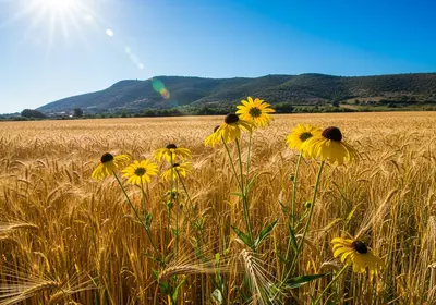 un campo di grano